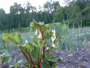 beet a beet