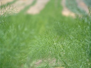 fennel_focus fennel