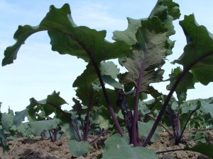 kohlrabi kohlrabi