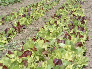 lettuce lettuce