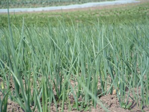 onions_and_scallions onions and scallions