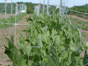 peas_close peas