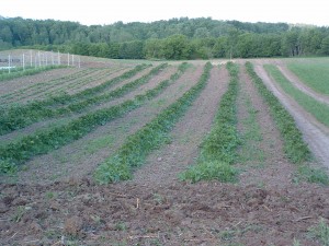 potato rows of potatos