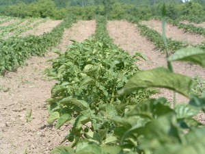 potato_row potatoes