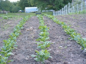 spinach_plus bed of spinache