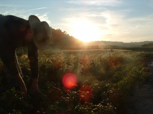 morningharvest tj morning harvest