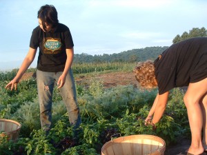 basilharvest basil harvest
