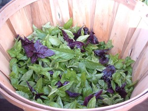 basil basil