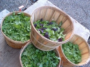 basilbushel bushels of basil