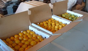 tomatoeboxes tomatoes