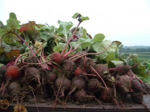 smallbeetpile Fresh Beets