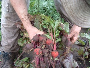 tjbeets picked by hand