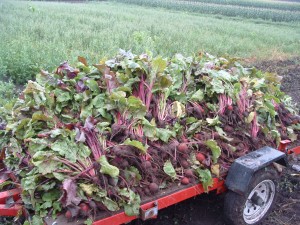 beetpile Large Beet Pile