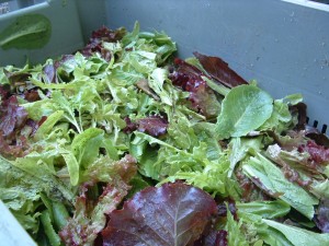 lettuce2 lettuce