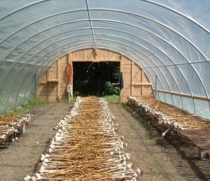 garlic house garlic house
