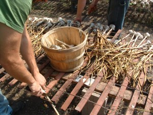 garlicwork working on the garlic