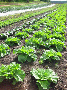 Napa Cabbage in Field 1 getting ready for delivery in a week or two